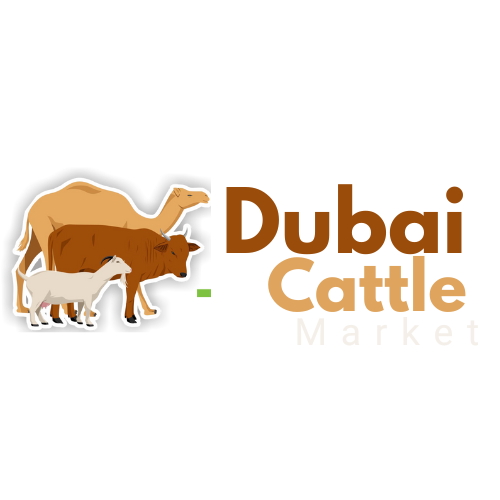 Dubai Cattle Market, UAE