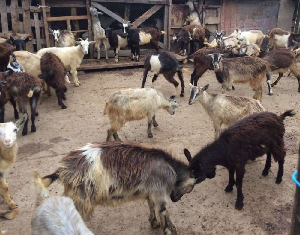 Dubai Cattle Market Scene