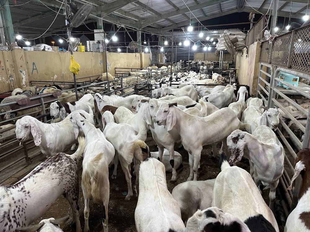 dubai cattle market goats